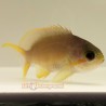 Huchtii Anthias (Pseudanthias huchtii)