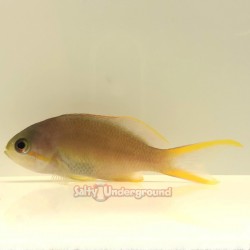 Huchtii Anthias (Pseudanthias huchtii)