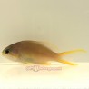 Huchtii Anthias (Pseudanthias huchtii)