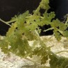 Live Grape Caulerpa Algae