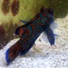 Green mandarin goby (Synchiropus splendidus)