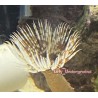 Feather Duster Tube Worm (Sabellastarte magnifica)