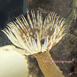 Feather Duster Tube Worm (Sabellastarte magnifica)