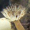 Feather Duster Tube Worm (Sabellastarte magnifica)