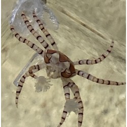 Pom Pom Crab (Lybia sp.)