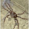 Pom Pom Crab (Lybia sp.)