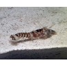 Tiger Pistol Shrimp (Alpheus bellulus)