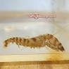 Tiger Pistol Shrimp (Alpheus bellulus)