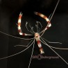 Coral Banded Shrimp (Stenopus hispidus)