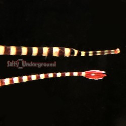 Banded Pipefish (Doryrhamphus dactylophorus)