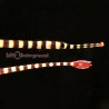 Banded Pipefish (Doryrhamphus dactylophorus)