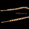 Banded Pipefish (Doryrhamphus dactylophorus)