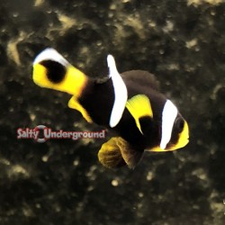 Sebae's Clownfish (Amphiprion polymnus)