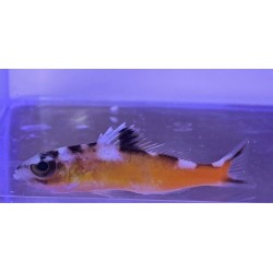 Tobacco Basslet (Serranus tabacarius)