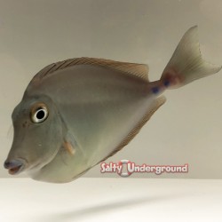 Blue Unicorn Tang (Naso unicornis)