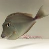 Blue Unicorn Tang (Naso unicornis)