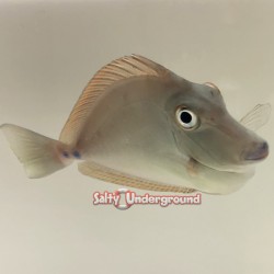 Blue Unicorn Tang (Naso unicornis)