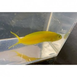 Canary Blenny (Meiacanthus oualanensis) sideview