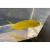 Canary Blenny (Meiacanthus oualanensis) sideview