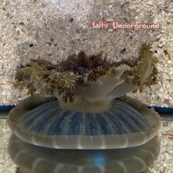 Upside Down Jellyfish...