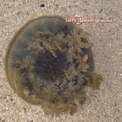 Upside Down Jellyfish (Cassiopea Xamachana)