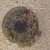Upside Down Jellyfish (Cassiopea Xamachana)