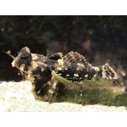 Scooter blenny (synchiropus ocellatus)