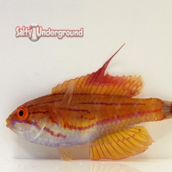 Carpenter Flasher Wrasse (Paracheilinus carpenteri)