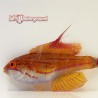Carpenter Flasher Wrasse (Paracheilinus carpenteri)