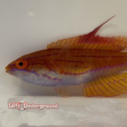 Carpenter Flasher Wrasse (Paracheilinus carpenteri)