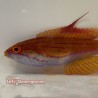 Carpenter Flasher Wrasse (Paracheilinus carpenteri)