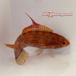 Carpenter Flasher Wrasse...