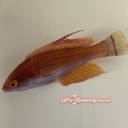Carpenter Flasher Wrasse (Paracheilinus carpenteri)