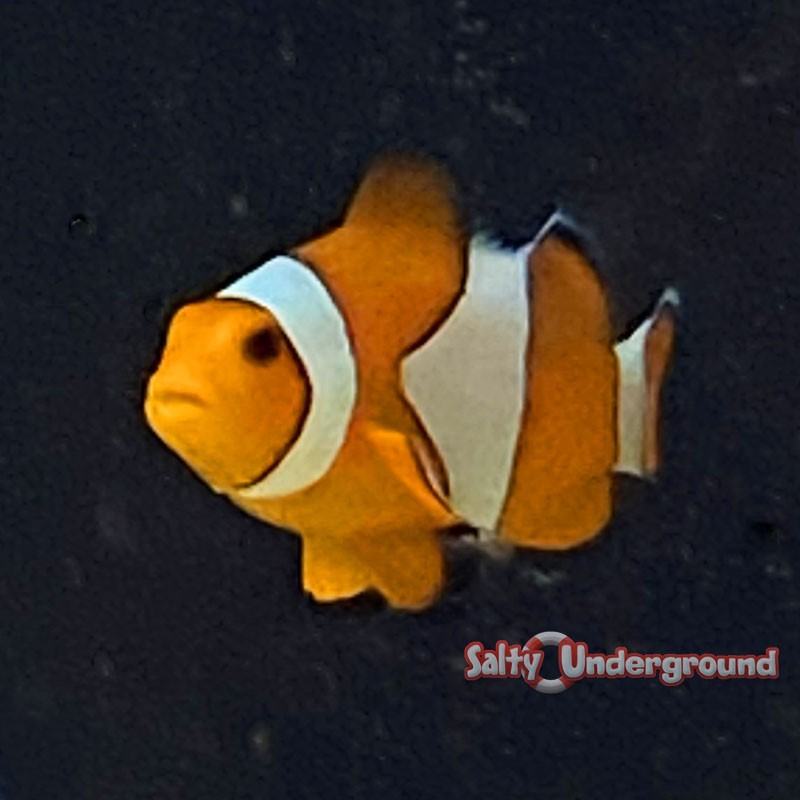Orange Ocellaris Clownfish (Ocellaris)