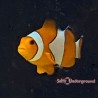 Orange Ocellaris Clownfish (Ocellaris)
