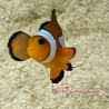 Orange Ocellaris Clownfish (Ocellaris)