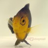Pygmy Cherub Angelfish (Centropyge argi)
