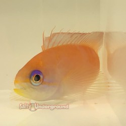 Ignitus Anthias (Pseudanthias Ignitus)