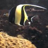 Moorish Idol (Zanclus cornutus)