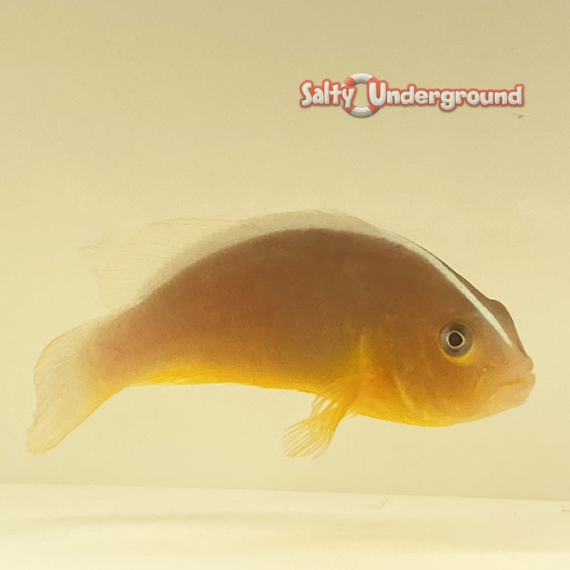 Orange Skunk Clownfish (Amphiprion sandaracinos)