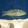 Nebulous Wrasse (Halichoeres nebulosus)