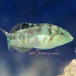 Nebulous Wrasse (Halichoeres nebulosus)