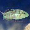 Nebulous Wrasse (Halichoeres nebulosus)