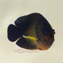 Coral beauty angelfish (Centropyge Bispinosa)