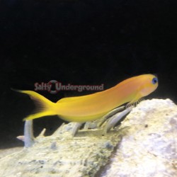 African Midas Blenny (Ecsenius midas)
