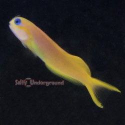 African Midas Blenny (Ecsenius midas)