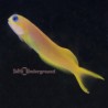 African Midas Blenny (Ecsenius midas)