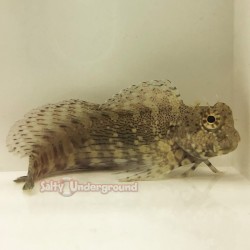 Lawnmower Blenny (Salarias fasciatus)