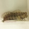 Lawnmower Blenny (Salarias fasciatus)
