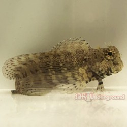 Lawnmower Blenny (Salarias fasciatus)